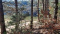 Beautiful landscape view of lake through pine trees