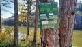 Beautiful Landscape View Of Lake Through Pine Trees. Lake Shore With Green Trees And Plants