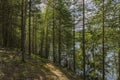 Beautiful landscape view of lake through pine trees. Lake shore with green trees and plants reflecting in  mirror water surface. Royalty Free Stock Photo