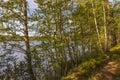 Beautiful landscape view of lake through pine trees. Lake shore with green trees and plants reflecting in  mirror water surface. Royalty Free Stock Photo