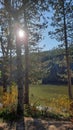 Beautiful Landscape View Of Lake Through Pine Trees. Lake Shore With Green Trees And Plants