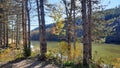 Beautiful Landscape View Of Lake Through Pine Trees. Lake Shore With Green Trees And Plants