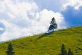 Beautiful landscape view of lonely green conifer tree on grassy hill, blue sky with white clouds on the background. Sunny summer Royalty Free Stock Photo