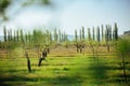 Beautiful Landscape View of Lush Green Farmland Fields and Vivid Blue Sky Above