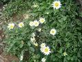 Beautiful landscape view of the meadow in Kufri