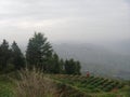 Beautiful landscape view of the meadow in Kufri, potato farming