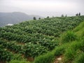 Beautiful landscape view of the meadow in Kufri, potato farming