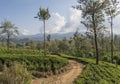 Beautiful landscape view of the narrow road and trees at the tea plantations Royalty Free Stock Photo