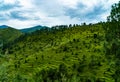 Step farming in India, Mountain landscape, Natural background Royalty Free Stock Photo