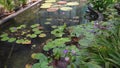 Beautiful landscape view of the purple waterlily in the pond with green leaves as background