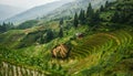 Beautiful landscape view of rice terraces and house. Longsheng Rice Terraces. China. Royalty Free Stock Photo