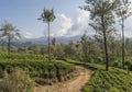 Beautiful landscape view of the road between tea plantations Royalty Free Stock Photo