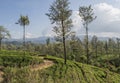 Beautiful landscape view of the road and trees at the tea plantations Royalty Free Stock Photo