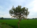 Beautiful landscape view of a single tree on a lush grass field in the countryside Royalty Free Stock Photo