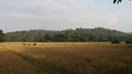 Beautiful landscape view from sri lankan paddy field