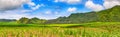 View of a sugarcane and mountains. Beautiful landscape.Mauritius. Panorama Royalty Free Stock Photo