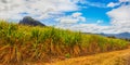 View of a sugarcane and mountains. Mauritius. Panorama Royalty Free Stock Photo