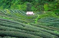 Beautiful landscape view of Tea Plantation 2,000 in the evening with raining at Angkhang mountain, Fang Chiang Mai. Tourist Royalty Free Stock Photo