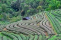 Beautiful landscape view of Tea Plantation 2,000 in the evening with raining at Angkhang mountain, Fang Chiang Mai. Tourist Royalty Free Stock Photo