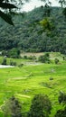 Green rice field with mountain background at Pa Pong Piang Rice Terraces Chiang Mai, Thailand. Terraced rice field with sun rays