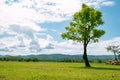 Beautiful landscape view of tree in the meadow and mountain as background