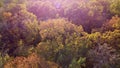 Beautiful landscape view treetops with yellow leaves on bright sunny day.Aerial