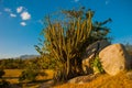 Beautiful landscape with views of the cactus in Cuba.