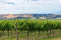 Beautiful landscape of vineyard and picturesque sky Royalty Free Stock Photo