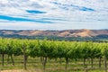 Beautiful landscape of vineyard and picturesque sky Royalty Free Stock Photo