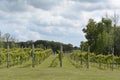 Beautiful landscape of a vineyard under a cloudy sky in Michigan, USA Royalty Free Stock Photo