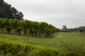 Beautiful landscape vineyards in Saint Emilion village near Bordeaux France