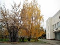 Autumn afternoon stroll along a city street view of trees with yellow foliage Royalty Free Stock Photo