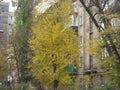 Autumn afternoon stroll along a city street view of trees with yellow foliage Royalty Free Stock Photo