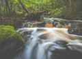 Water stream in forest Royalty Free Stock Photo
