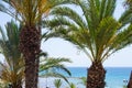 Landscape with palms and Mediterranean's Sea Behind Royalty Free Stock Photo