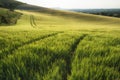 Beautiful landscape wheat field in bright Summer sunlight evening Royalty Free Stock Photo