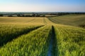 Beautiful landscape wheat field in bright Summer sunlight evening Royalty Free Stock Photo