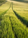 Beautiful landscape wheat field in bright Summer sunlight evening Royalty Free Stock Photo