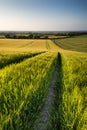 Beautiful landscape wheat field in bright Summer sunlight evening Royalty Free Stock Photo