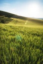 Beautiful landscape wheat field in bright Summer sunlight evening with added lens flare filter Royalty Free Stock Photo