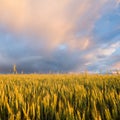 Beautiful landscape. Wheat field and rain cloud at sunset Royalty Free Stock Photo