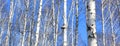 Beautiful landscape with white birches