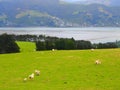 Beautiful landscape of white sheep grazing on green grass near the water in New Zealand. Royalty Free Stock Photo