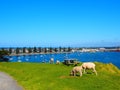 Beautiful landscape of white sheep grazing on green grass near the water in New Zealand. Royalty Free Stock Photo