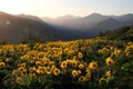 Arnica and Lupine wildflowers in meadows at sunrise. Royalty Free Stock Photo