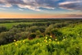 Beautiful landscape with wild yellow flowers and green grass on a hillside against a sunset background Royalty Free Stock Photo