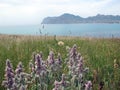 Beautiful landscape wildflowers flowers and herbs against the background of grey-blue sea, smoky gray sky and sea coast on summer Royalty Free Stock Photo