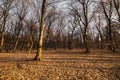 Beautiful landscape of winter forest at Sunset time. Sun light in the misty dead autumn forest. Azerbaijan Gabala Ismailli. Topchu Royalty Free Stock Photo