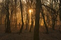 Beautiful landscape of winter forest at Sunset time. Sun light in the misty dead autumn forest. Azerbaijan Gabala Ismailli. Topchu Royalty Free Stock Photo