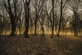 Beautiful landscape of winter forest at Sunset time. Sun light in the misty dead autumn forest. Azerbaijan Gabala Ismailli. Topchu Royalty Free Stock Photo